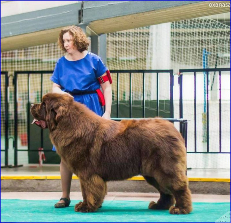 Фото: ньюфаундленд Brownblood MSK Veles Alister (Браунблад МСК Велес Алистер)