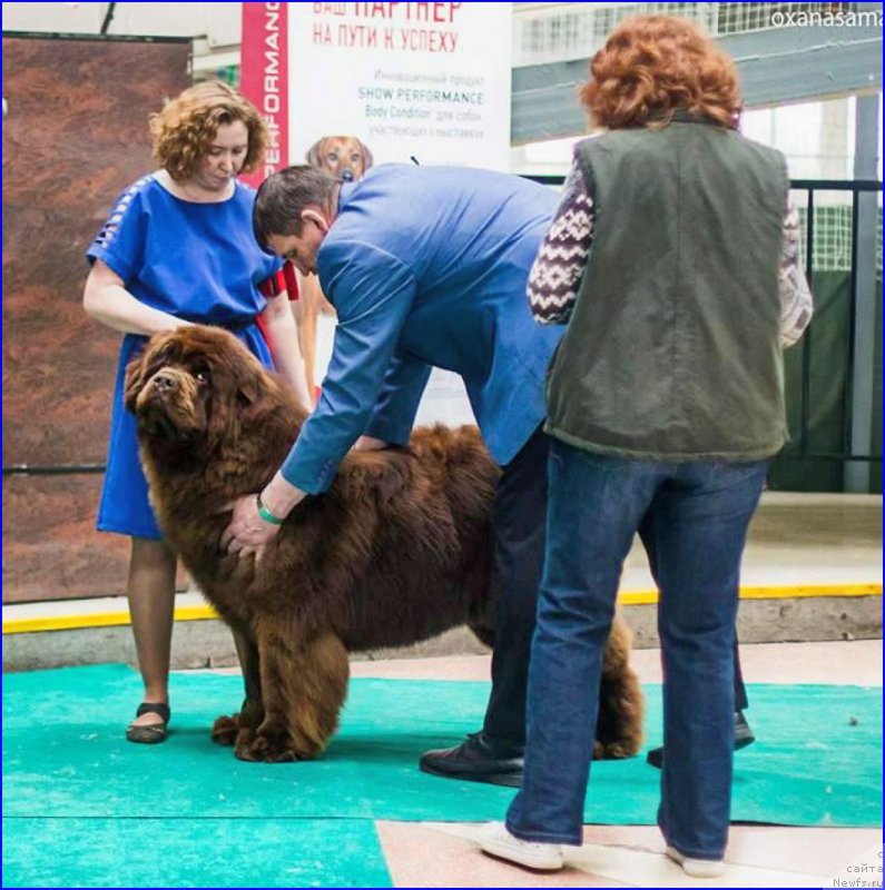 Фото: ньюфаундленд Brownblood MSK Veles Alister (Браунблад МСК Велес Алистер)