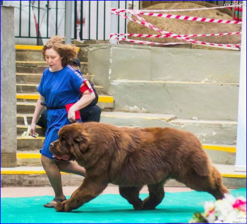 Фото: ньюфаундленд Brownblood MSK Veles Alister (Браунблад МСК Велес Алистер)