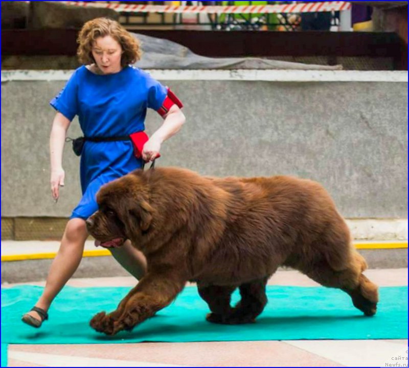 Фото: ньюфаундленд Brownblood MSK Veles Alister (Браунблад МСК Велес Алистер)
