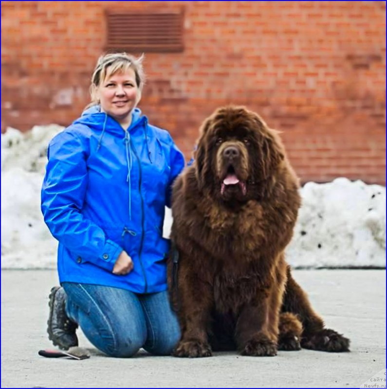 Фото: ньюфаундленд Brownblood MSK Veles Alister (Браунблад МСК Велес Алистер), Lena Zyirina (Лена Зырина)