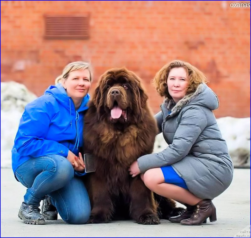 Фото: ньюфаундленд Brownblood MSK Veles Alister (Браунблад МСК Велес Алистер), Lena Zyirina (Лена Зырина), СВЕТА хендлер