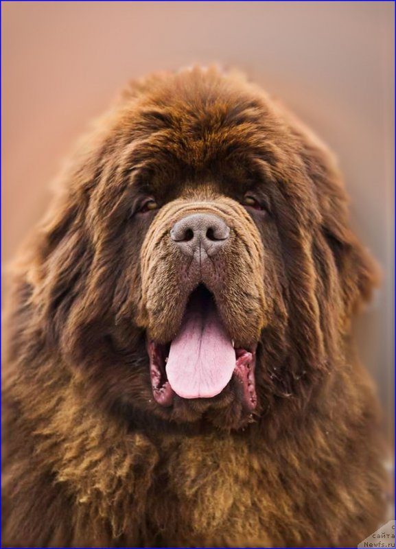 Фото: ньюфаундленд Brownblood MSK Veles Alister (Браунблад МСК Велес Алистер)