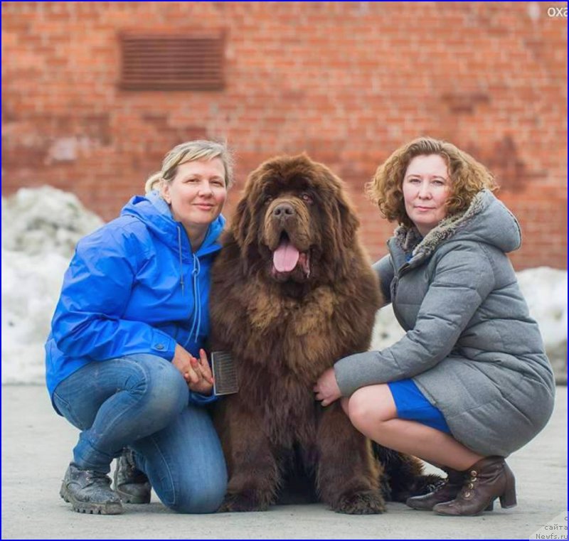 Фото: ньюфаундленд Brownblood MSK Veles Alister (Браунблад МСК Велес Алистер), Lena Zyirina (Лена Зырина), Света-хендлер