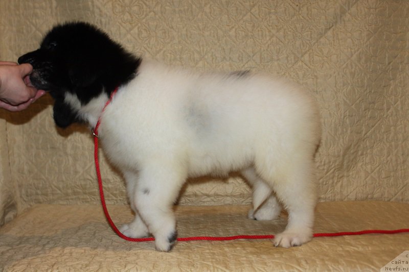 Фотография № 222799