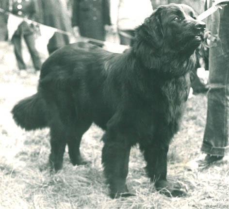 Фото: ньюфаундленд Eva Stel'vol'f (Ева Стельвольф)