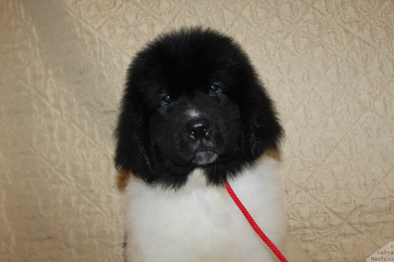 Фотография № 222800