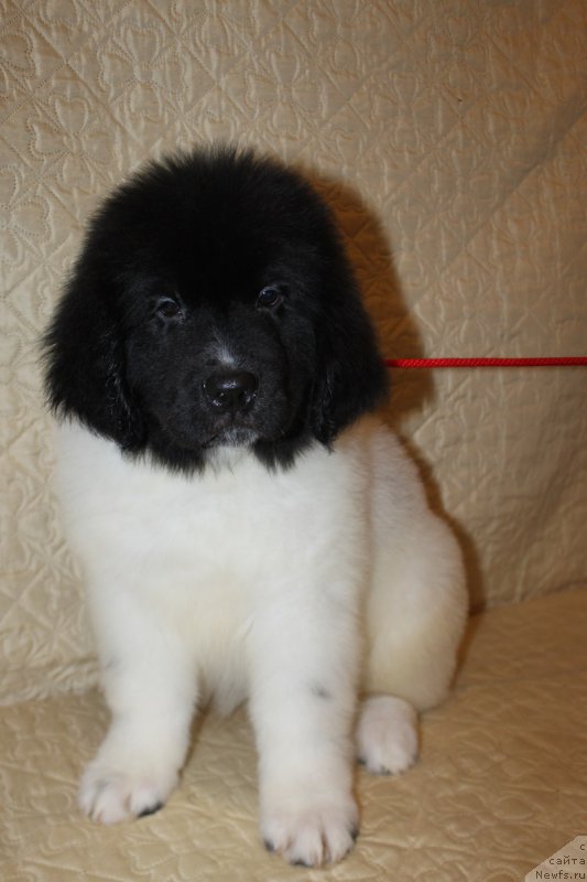 Фотография № 222801