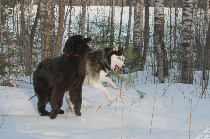 Фото: ньюфаундленд Chernaya Mafia Ball of Fire (Черная Мафия Балл оф Фире)