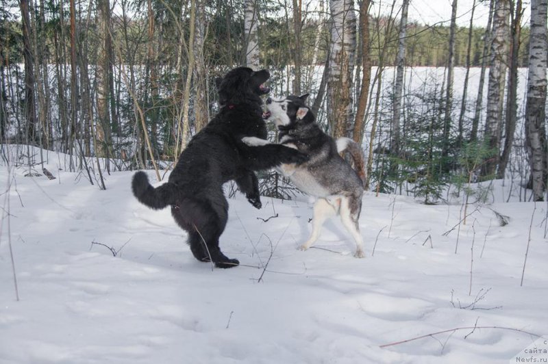 Фото: ньюфаундленд Chernaya Mafia Ball of Fire (Черная Мафия Балл оф Фире)