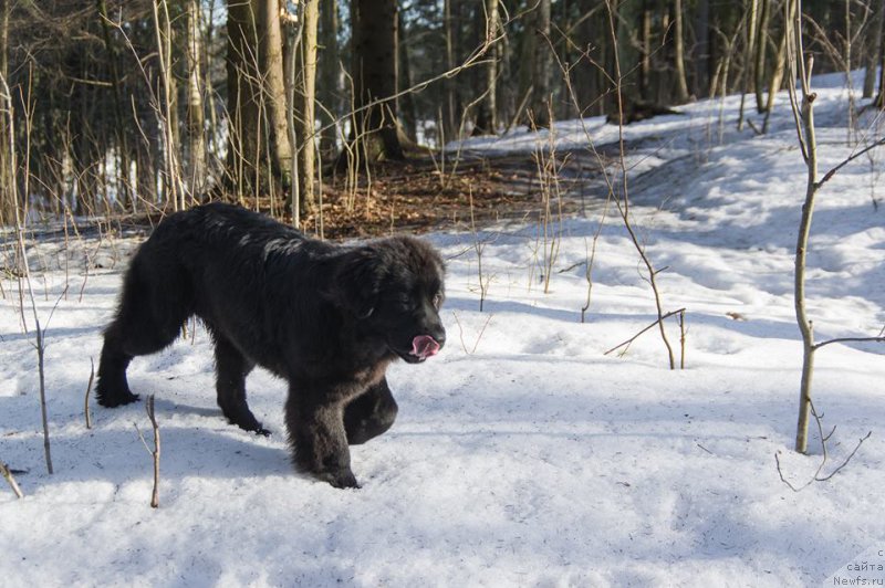Фото: ньюфаундленд Chernaya Mafia Ball of Fire (Черная Мафия Балл оф Фире)