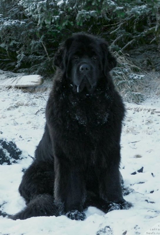 Фото: ньюфаундленд Chernaya Mafia Аngel Among Us (Черная Мафия Ангел Амонг Ус)