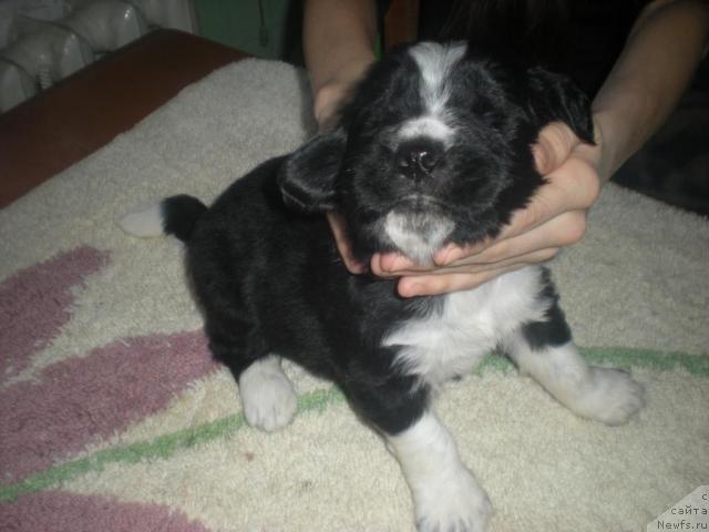 Фото: ньюфаундленд Bol'shoy David (Большой Давид)