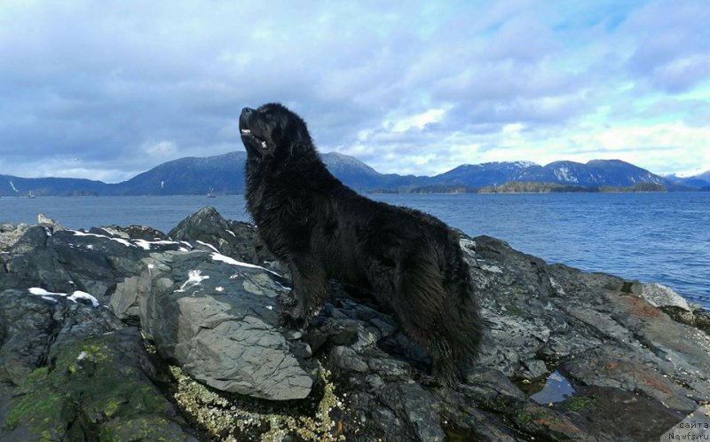 Фото: ньюфаундленд Chernaya Mafia Аngel Among Us (Черная Мафия Ангел Амонг Ус)