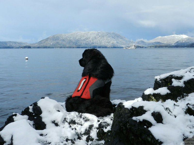 Фото: ньюфаундленд Chernaya Mafia Аngel Among Us (Черная Мафия Ангел Амонг Ус)