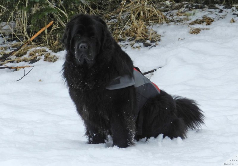 Фото: ньюфаундленд Chernaya Mafia Аngel Among Us (Черная Мафия Ангел Амонг Ус)