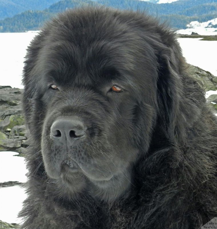 Фото: ньюфаундленд Chernaya Mafia Аngel Among Us (Черная Мафия Ангел Амонг Ус)