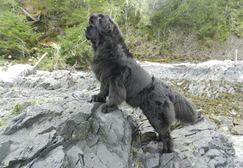 Фото: ньюфаундленд Chernaya Mafia Аngel Among Us (Черная Мафия Ангел Амонг Ус)