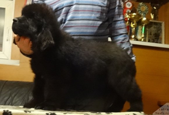 Фото: ньюфаундленд N'yufort Carskaya Doch' (Ньюфорт Царская Дочь)