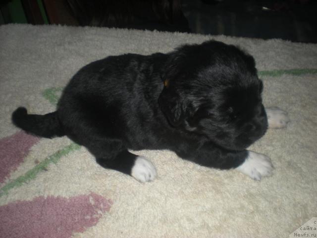 Фото: ньюфаундленд Blestyaschaya Brina (Блестящая Брина)