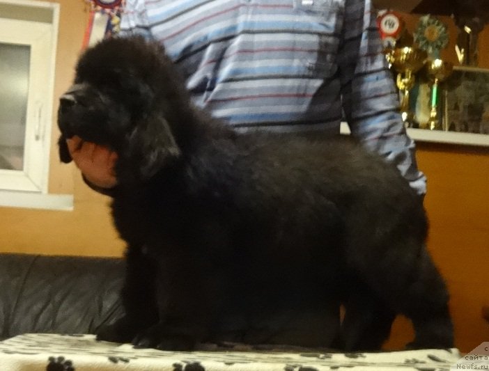 Фото: ньюфаундленд N'yufort Carskaya Doch' (Ньюфорт Царская Дочь)