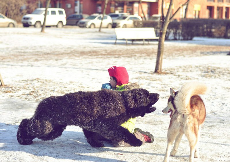 Фото: ньюфаундленд Chernaya Mafia Big Bang Theory (Черная Мафия Биг Банг Тхеору)