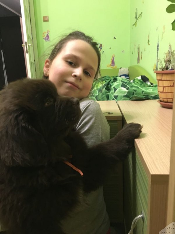 Фото: ньюфаундленд Brownblood MSK Larchie Ardon (Браунблад МСК Ларчи Ардон)