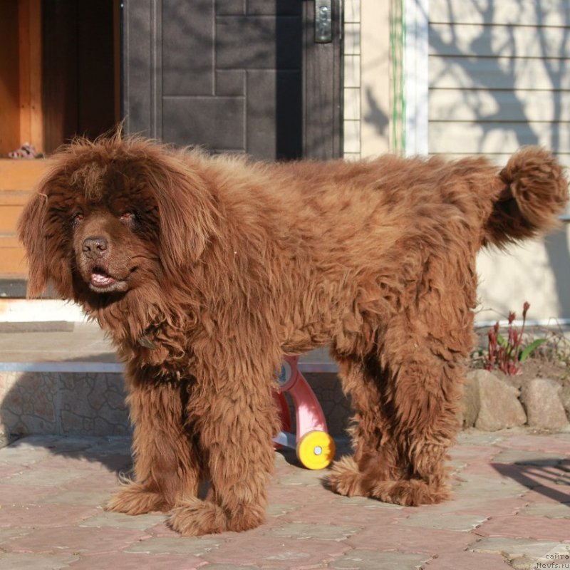 Фото: ньюфаундленд Peter-Bear Lakki Star (Петер-Беар Лакки Стар), ньюфаундленд Peter-Bear Lakki Star (Петер-Беар Лакки Стар)