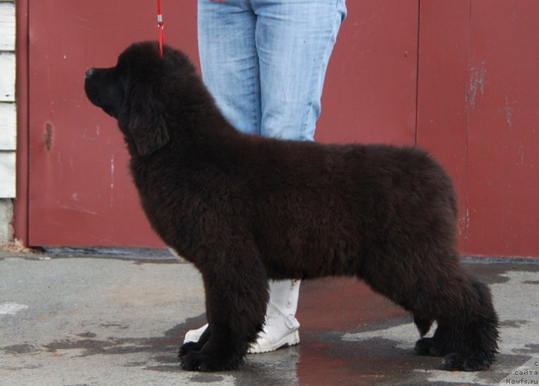 Фото: ньюфаундленд Akvian Song Turandot (Аквиан Сонг Турандот)