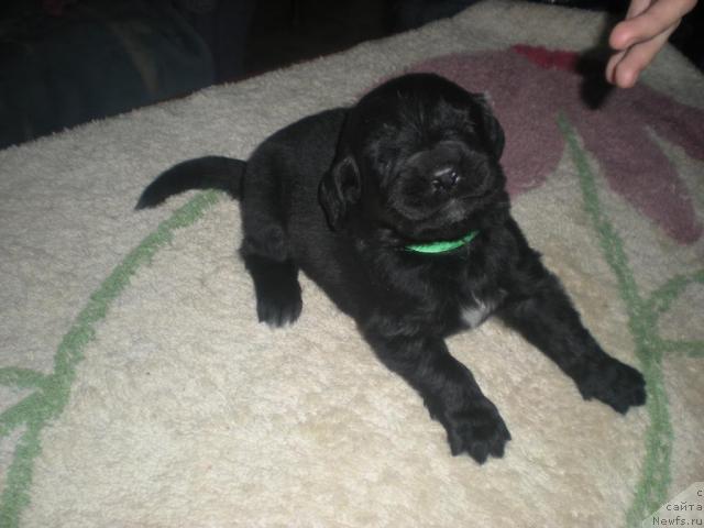 Фото: ньюфаундленд Brilliantovaya Ledi (Бриллиантовая Леди)