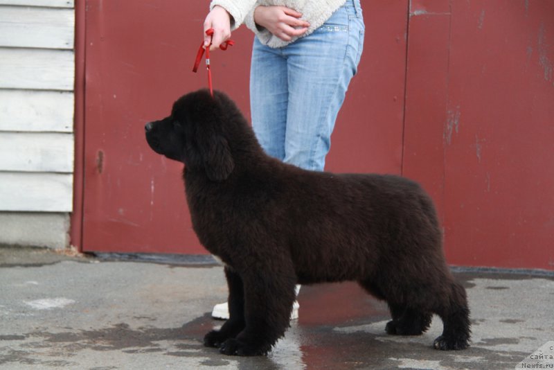 Фото: ньюфаундленд Akvian Song Turandot (Аквиан Сонг Турандот)