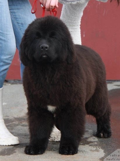 Фото: ньюфаундленд Akvian Song Turandot (Аквиан Сонг Турандот)