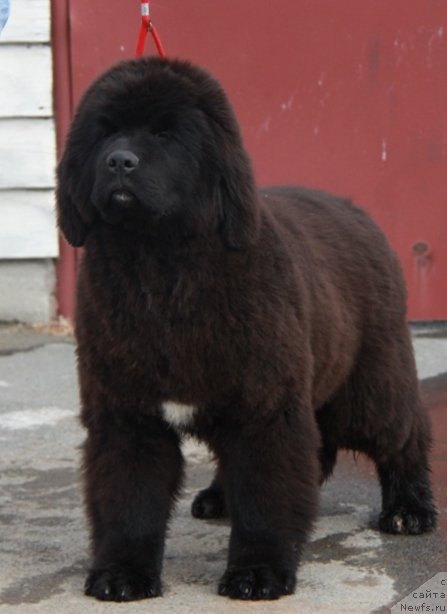 Фото: ньюфаундленд Akvian Song Turandot (Аквиан Сонг Турандот)