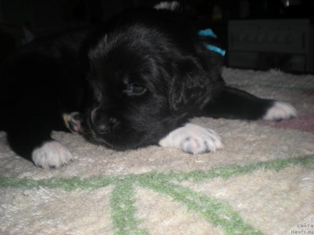 Фото: ньюфаундленд Blestyaschaya Brina (Блестящая Брина)