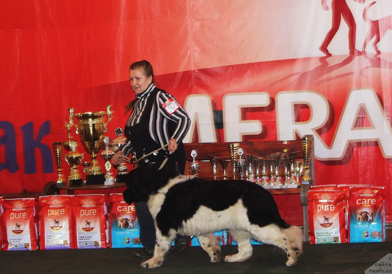 Фотография № 222857