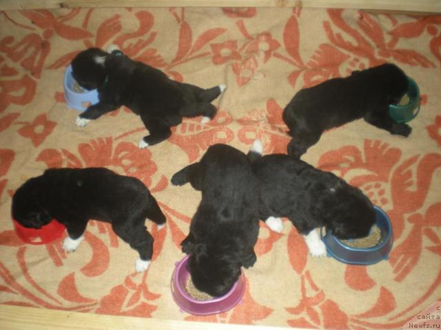 Фото: щенки от, ньюфаундленд Gloddog Skarlett (Глоддог Скарлетт), ньюфаундленд Super Bizon Armani (Супер Бизон Армани)