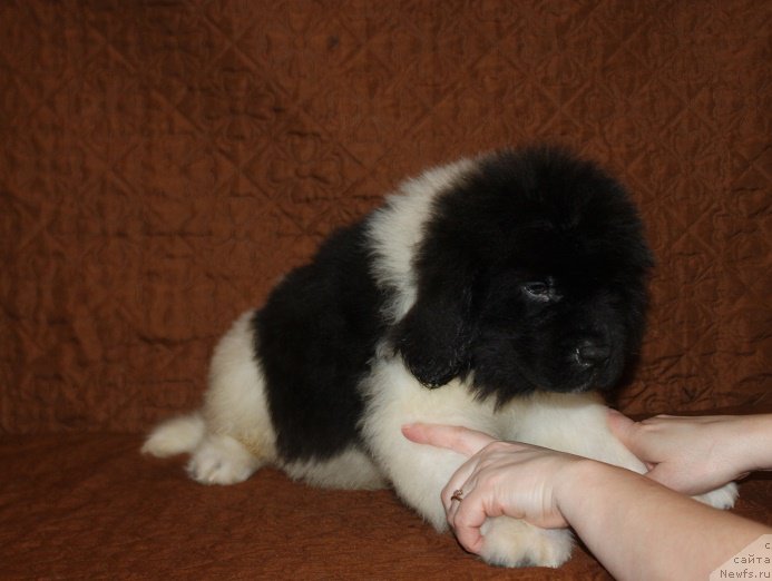 Фотография № 222861