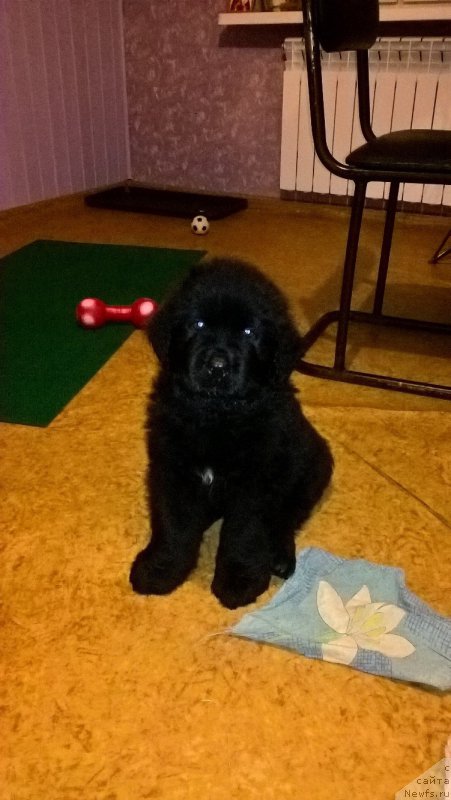 Фото: ньюфаундленд Ideal Taste of Victory (Идеал Тейст оф Виктори)