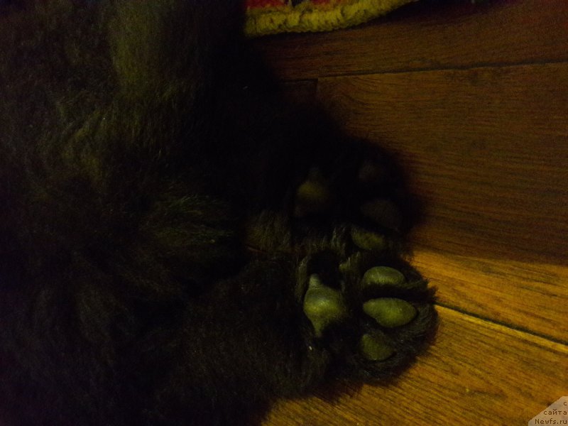 Фото: ньюфаундленд Terra Viktoriya Jannet Bussi (Терра Виктория Жаннет Бусси)