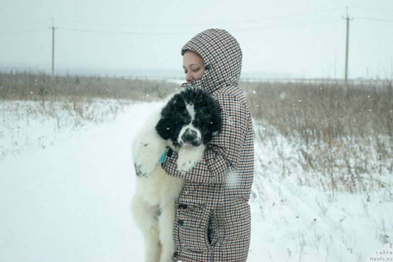 Фото: ньюфаундленд Flyufi Avalanch Jumanji (Флюфи Аваланч Жуманжи), Kseniya Naumova (Ксения Наумова)