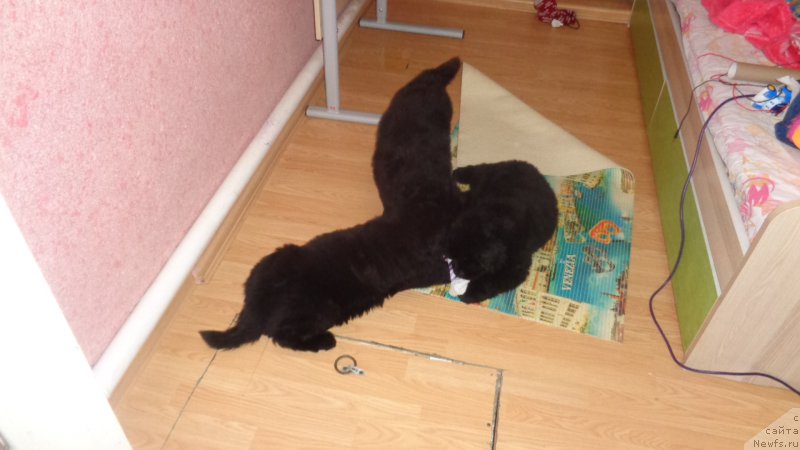 Фото: ньюфаундленд Anfisa Zvezda Parmyi (Анфиса Звезда Пармы), ньюфаундленд Anariyel' Luchik Udachi (Анариэль Лучик Удачи), ньюфаундленд Azaliya Ditya T'myi (Азалия Дитя Тьмы)