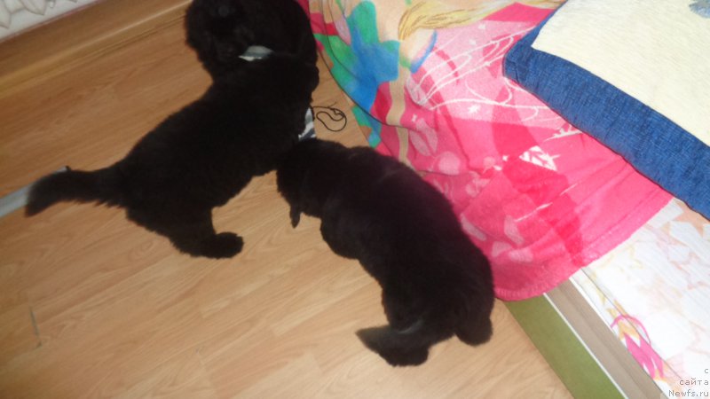 Фото: ньюфаундленд Azaliya Ditya T'myi (Азалия Дитя Тьмы), ньюфаундленд Anariyel' Luchik Udachi (Анариэль Лучик Удачи), ньюфаундленд Anfisa Zvezda Parmyi (Анфиса Звезда Пармы)