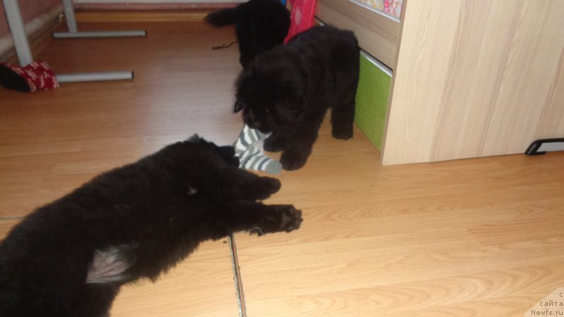 Фото: ньюфаундленд Azaliya Ditya T'myi (Азалия Дитя Тьмы), ньюфаундленд Anariyel' Luchik Udachi (Анариэль Лучик Удачи), ньюфаундленд Anfisa Zvezda Parmyi (Анфиса Звезда Пармы)