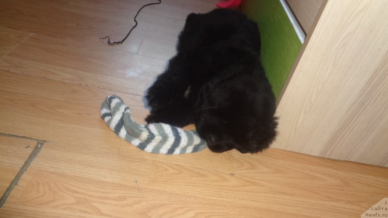 Фото: ньюфаундленд Anfisa Zvezda Parmyi (Анфиса Звезда Пармы)