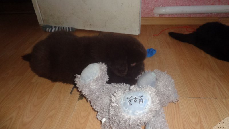 Фото: ньюфаундленд A I Super Premium (А Я Супер Премиум)