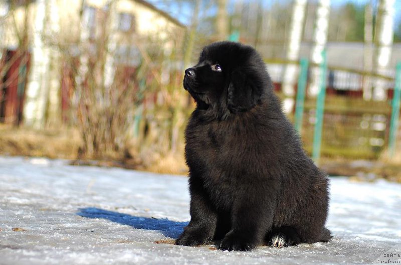 Фото: ньюфаундленд Flyufi Avalanch Inkviziciya (Флюфи Аваланч Инквизиция)