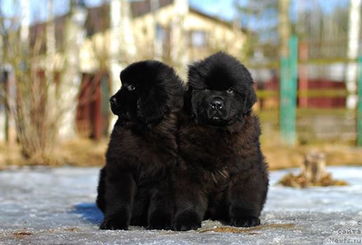 Фото: ньюфаундленд Flyufi Avalanch Inkviziciya (Флюфи Аваланч Инквизиция), ньюфаундленд Flyufi Avalanch Illyuzionist (Флюфи Аваланч Иллюзионист)