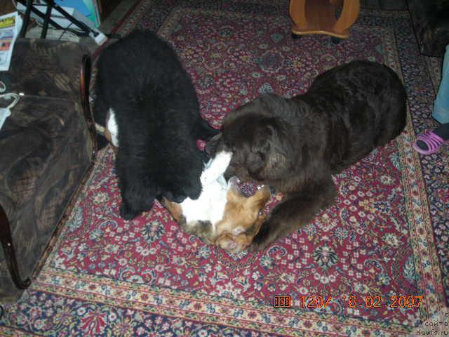 Фото: ньюфаундленд Stardi (Старди), ньюфаундленд Sent Djons Kruiz (Сент Джонс Круиз)