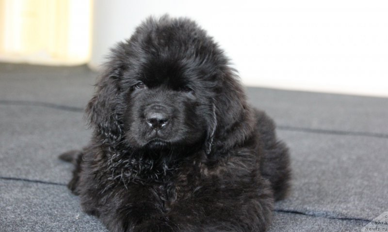 Фото: ньюфаундленд Brownblood MSK Lavy Neman (Браунблад MCК Лави Нэман)