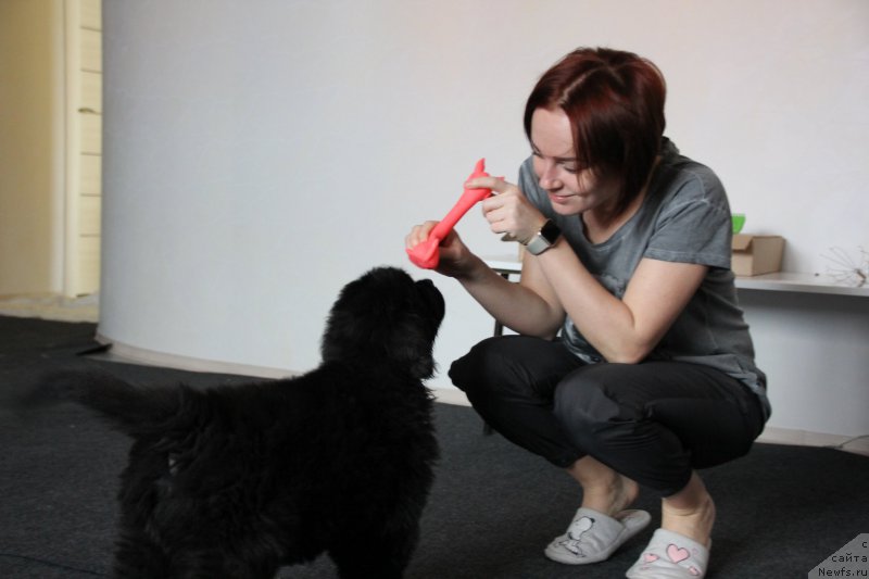 Фото: Aleksandra Vasina (Александра Васина), ньюфаундленд Brownblood MSK Lavy Neman (Браунблад MCК Лави Нэман)